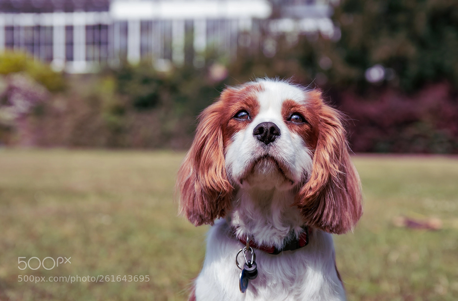 Nikon D5500 sample photo. Ozzie photography