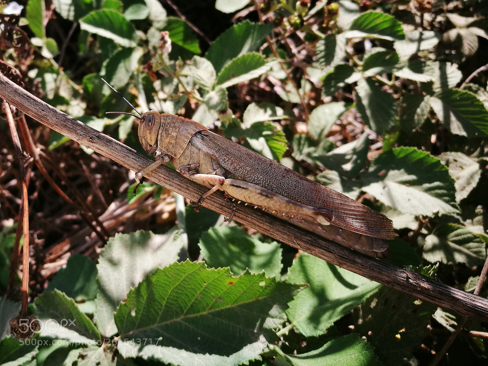 HUAWEI P9 sample photo. Locust / grasshopper photography
