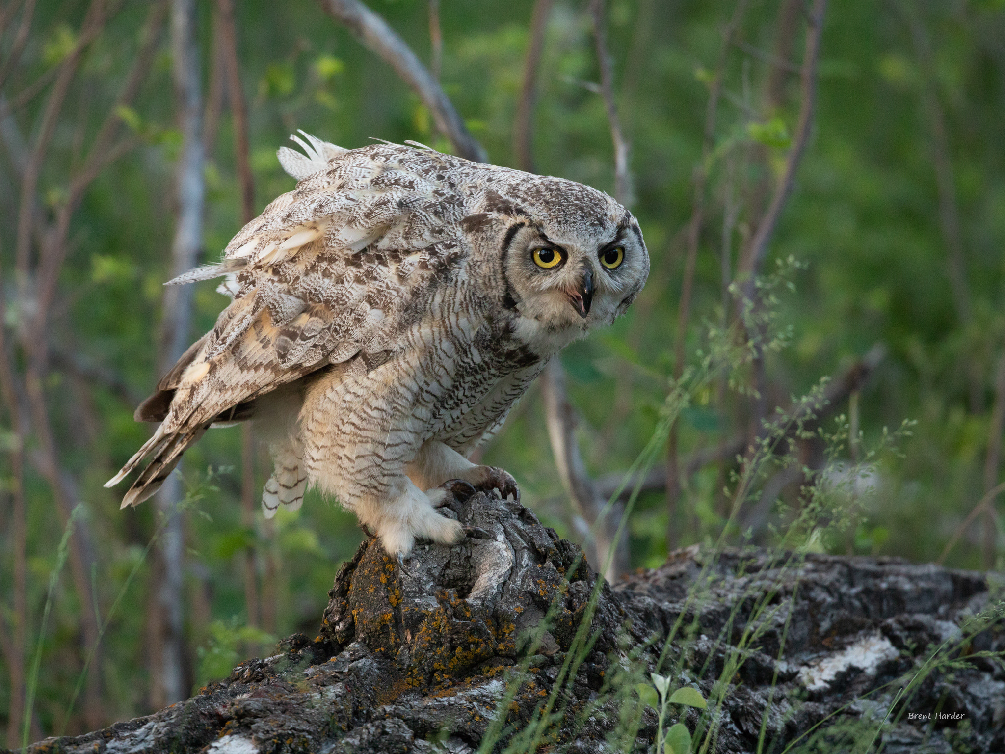 Canon EOS sample photo. Great horned owl photography