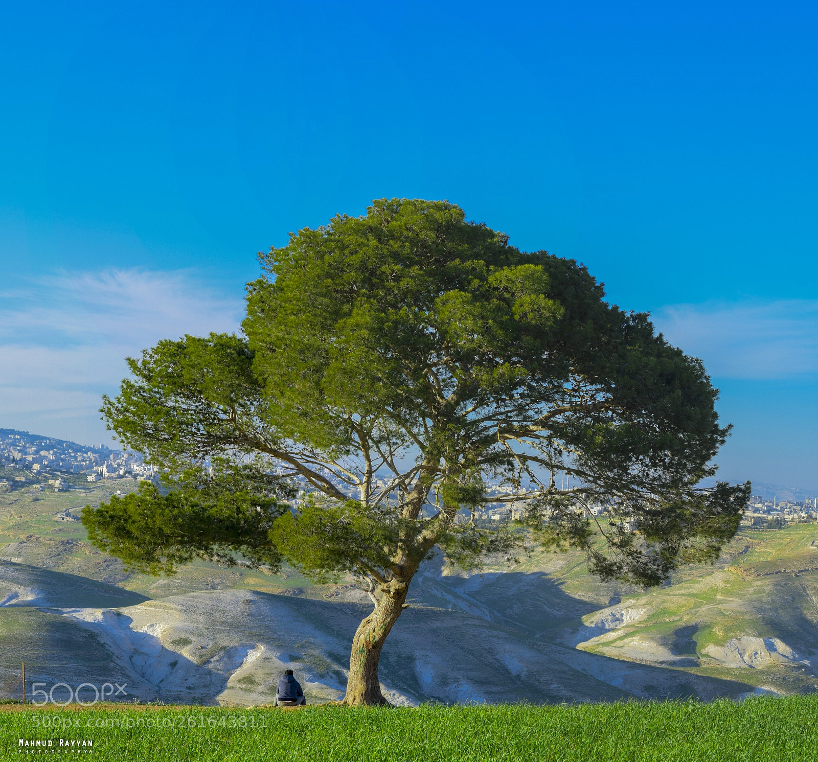 Nikon D500 sample photo. Alone with dream tree photography