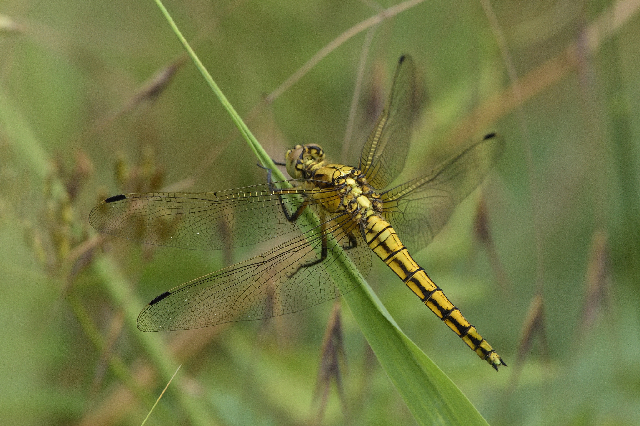 Sigma 150-600mm F5-6.3 DG OS HSM | C sample photo. Black-tailed skimmer, female (orthetrum cancellatum) photography