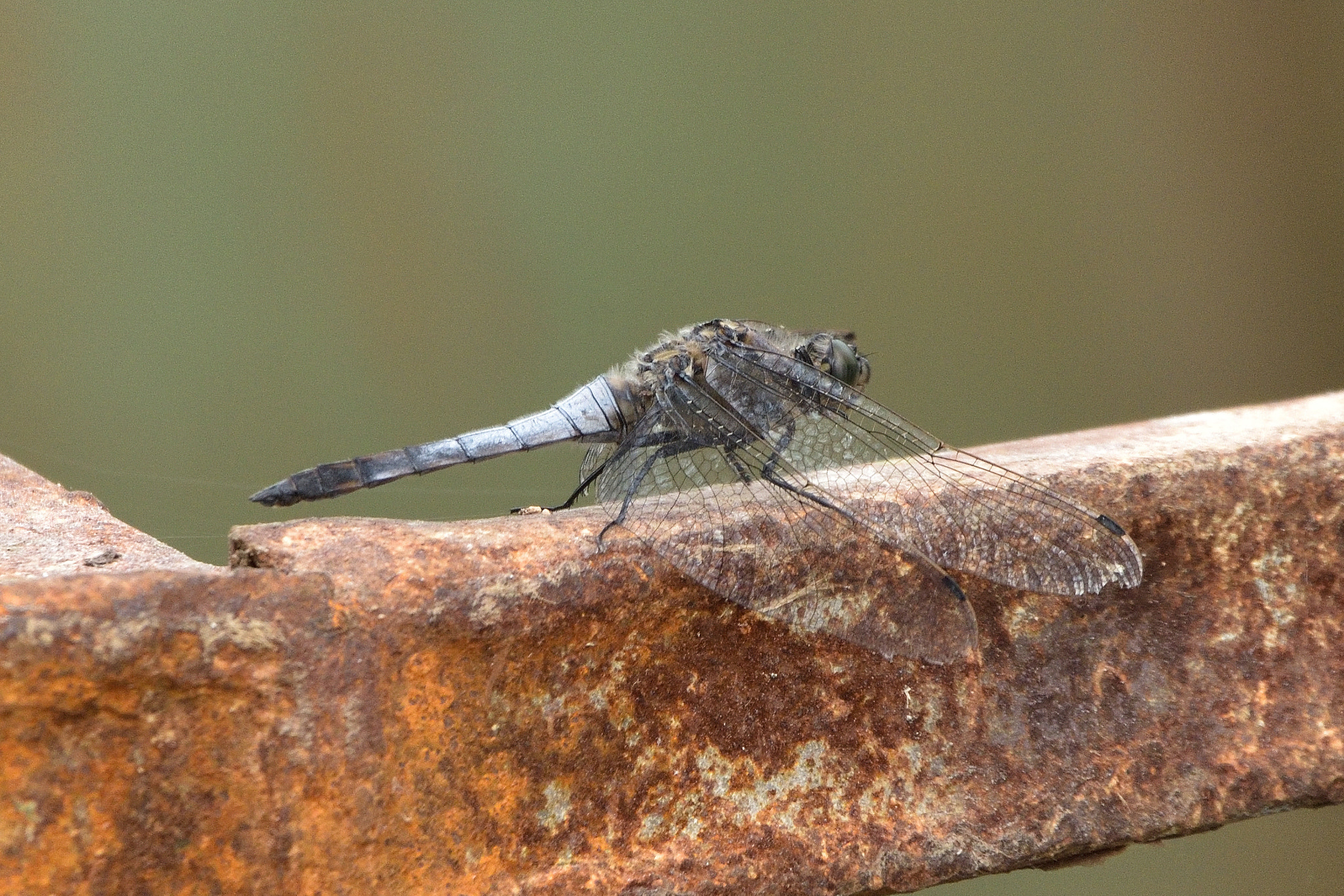 Nikon D750 + Sigma 150-600mm F5-6.3 DG OS HSM | C sample photo. Black-tailed skimmer, male (orthetrum cancellatum) photography