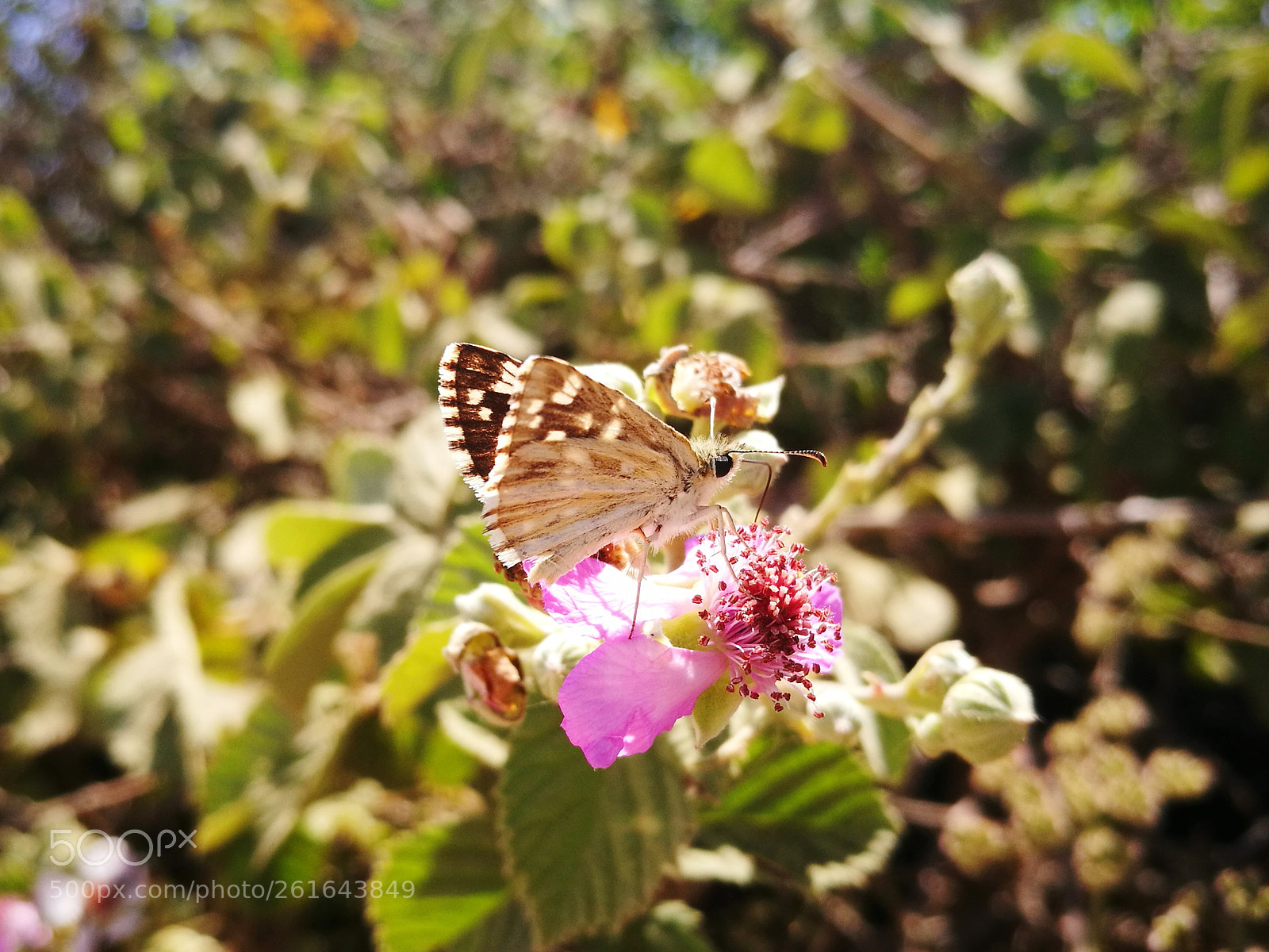 HUAWEI P9 sample photo. Butterfly photography