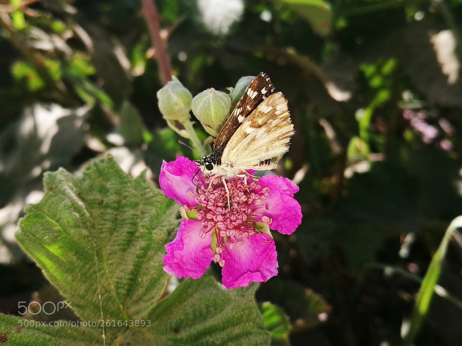 HUAWEI P9 sample photo. Butterfly photography