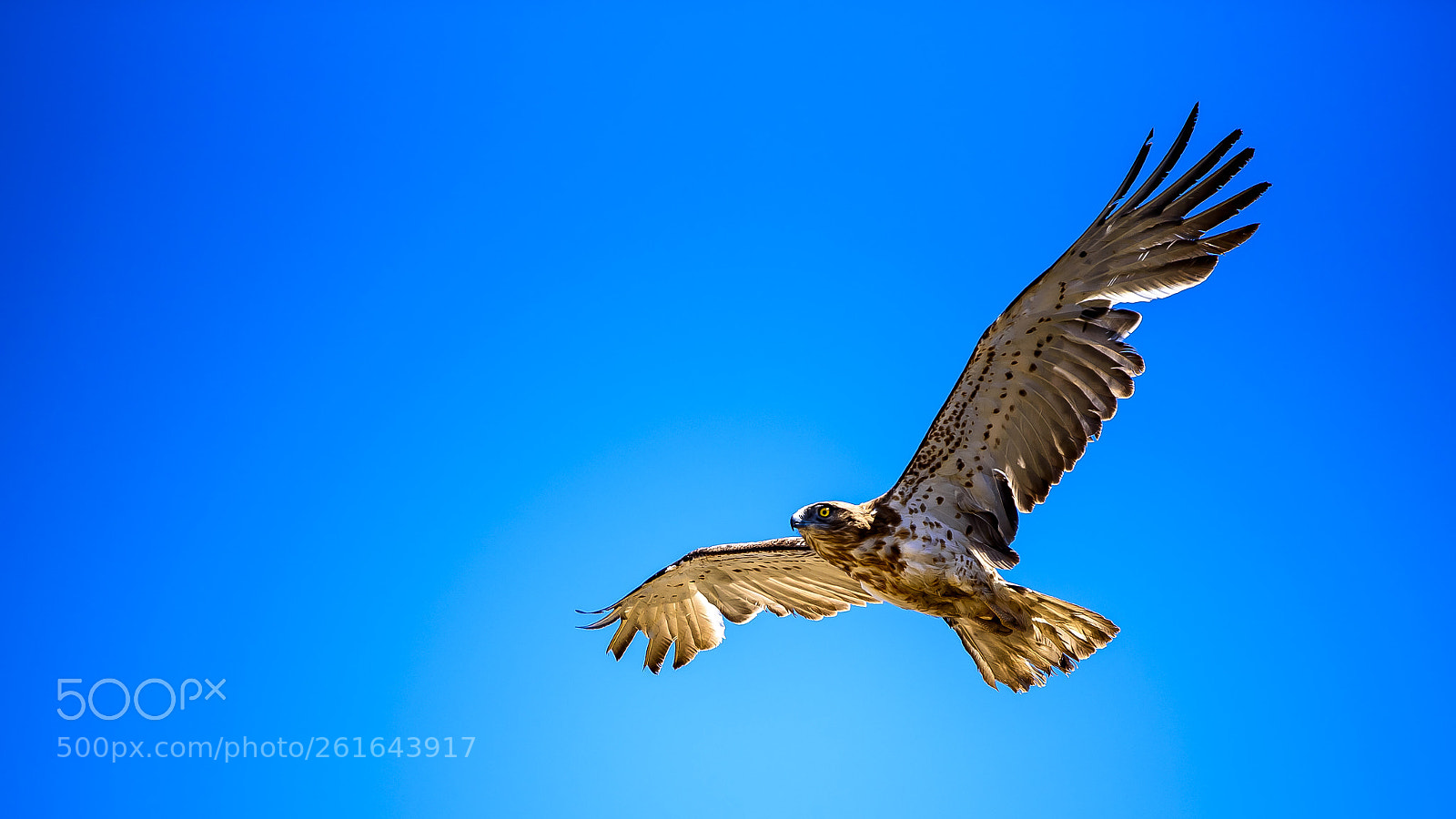 Nikon D750 sample photo. Biancone eagle!! photography