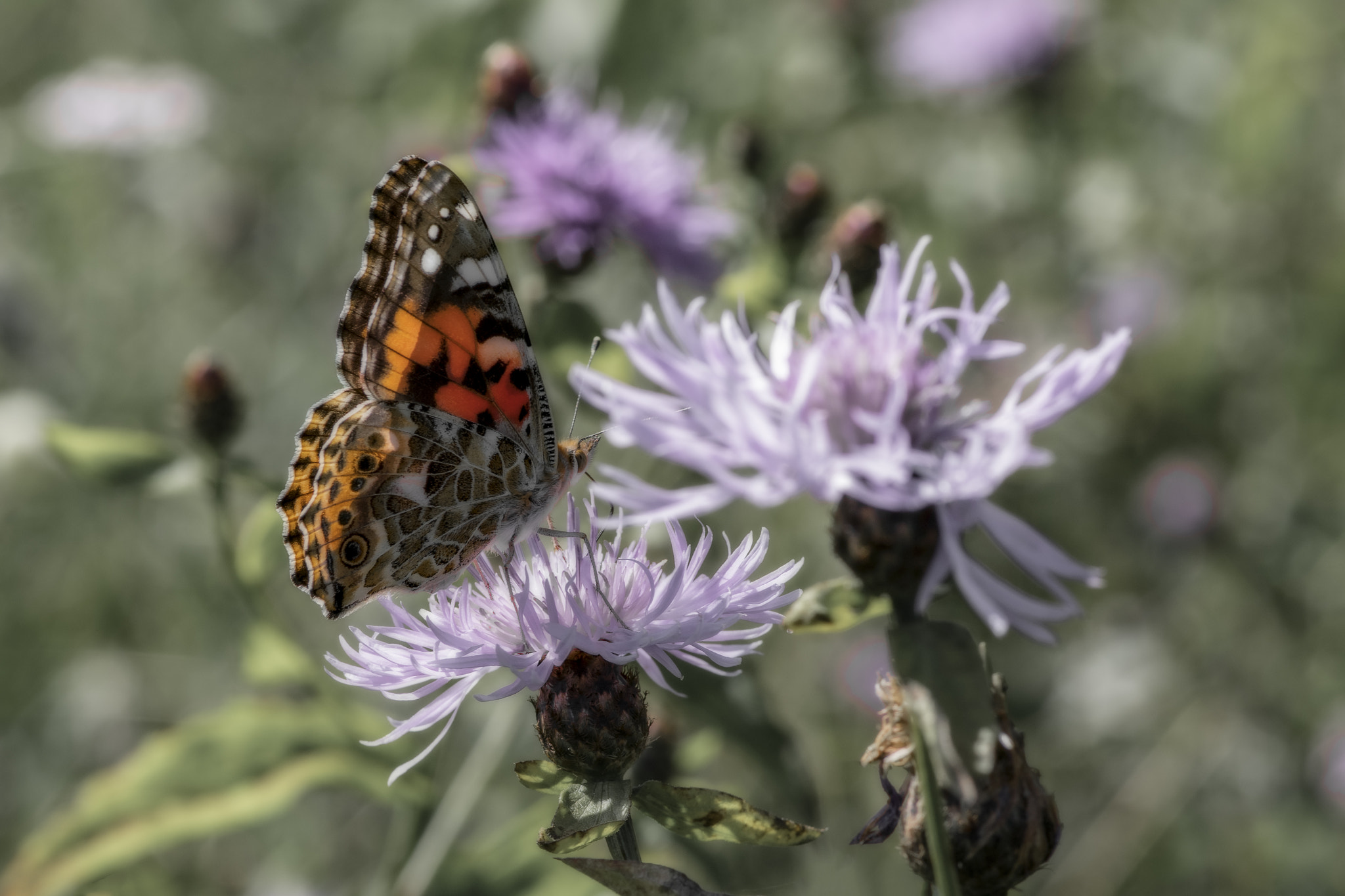 Pentax K-1 sample photo. Vanessa cardui photography