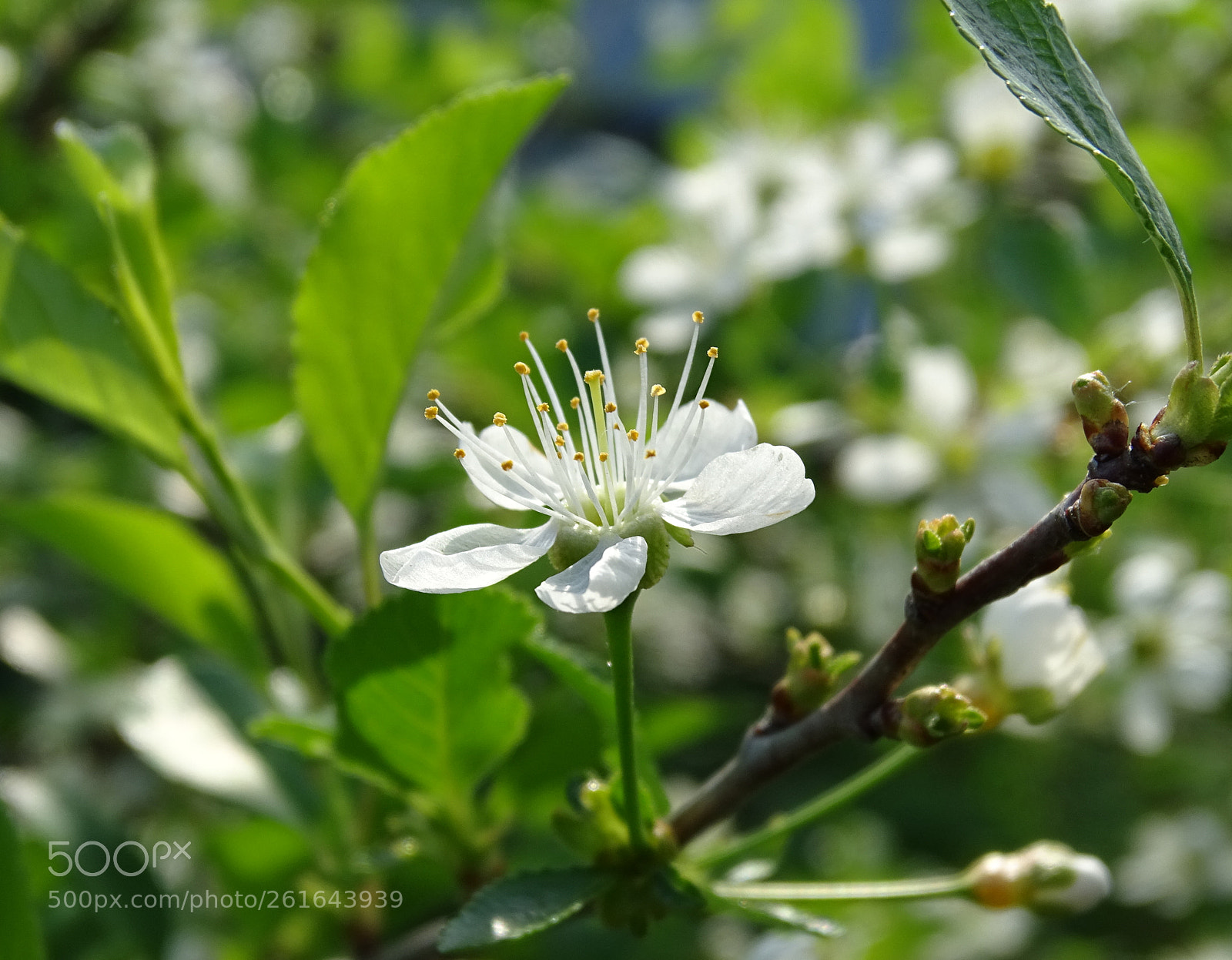 Sony DSC-HX400 sample photo. Cherry flower photography