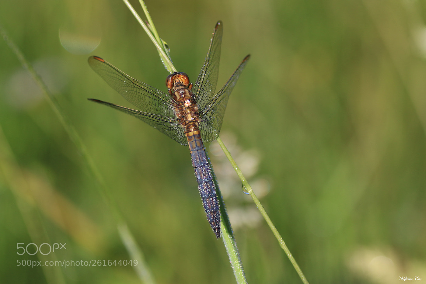 Canon EOS 70D sample photo. La libellule et la photography