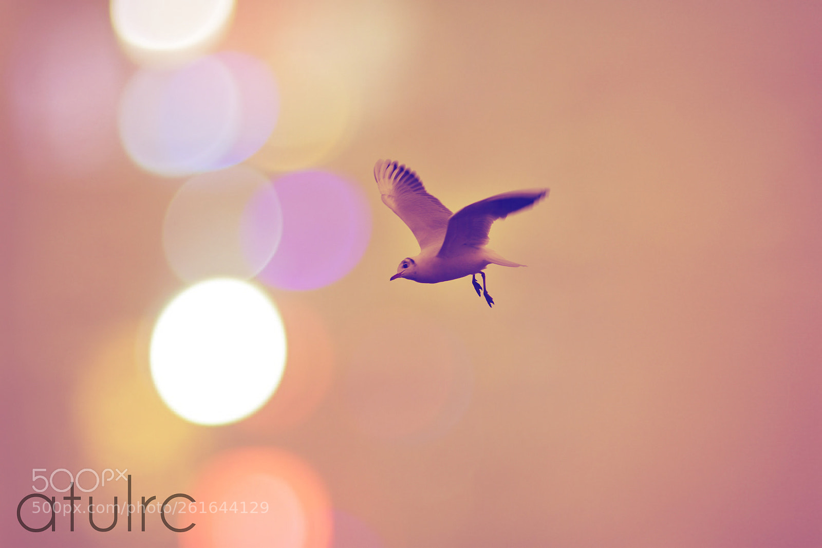Nikon D5500 sample photo. Untitled photography