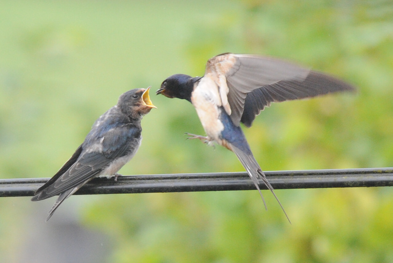 Nikon D3 sample photo. Swallow chick feeding photography