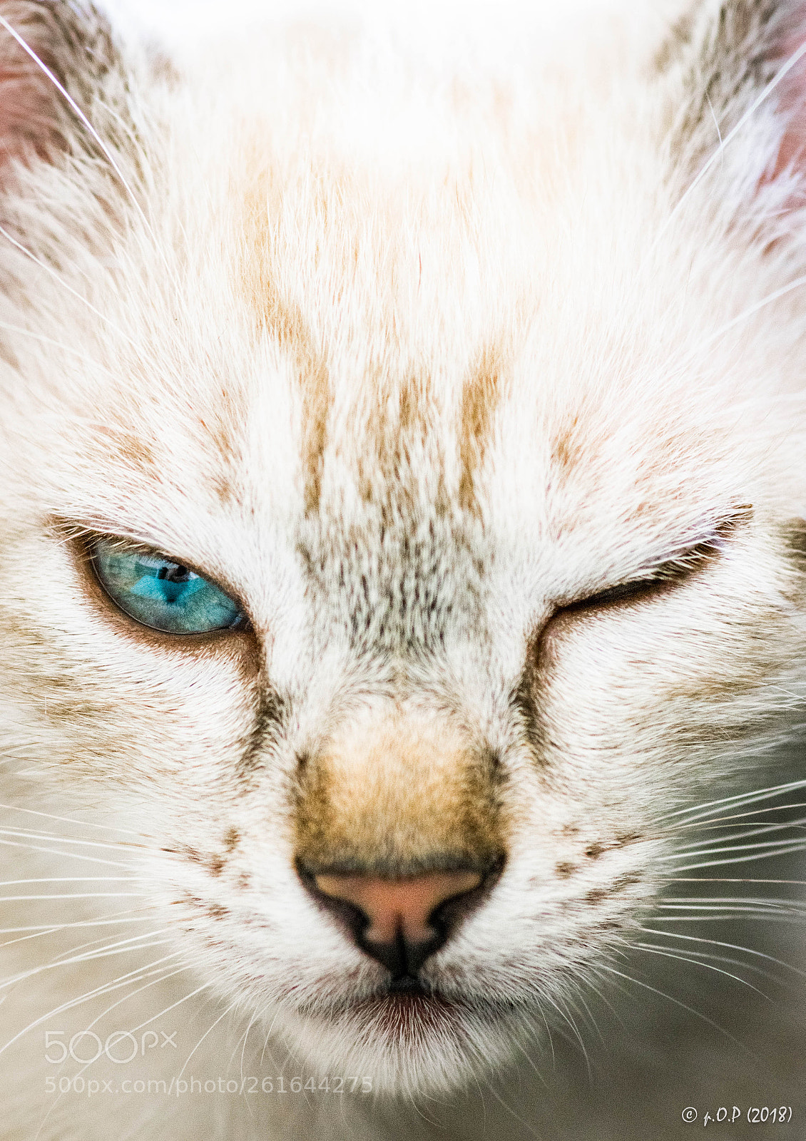 Nikon D3300 sample photo. The devilish blink of photography