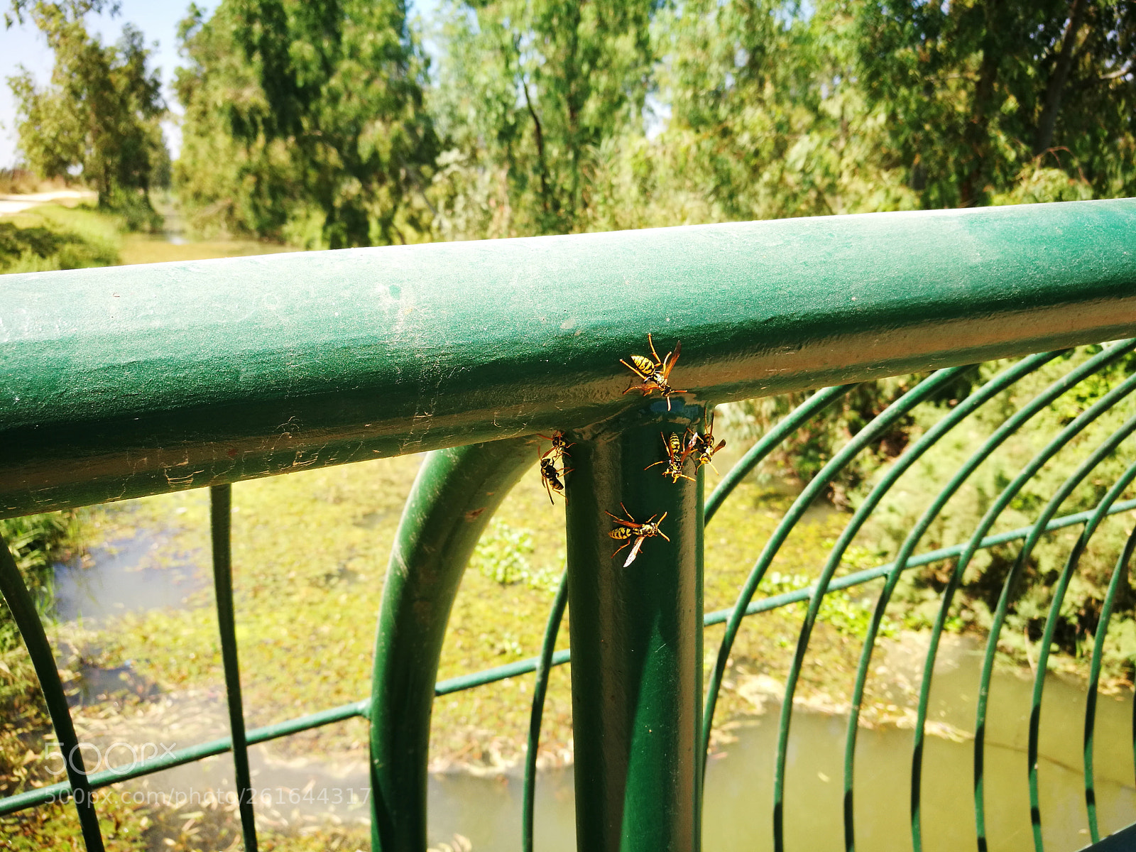 HUAWEI P9 sample photo. Wasp photography