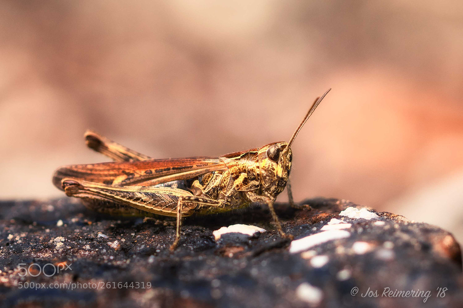 Nikon D500 sample photo. Cricket photography