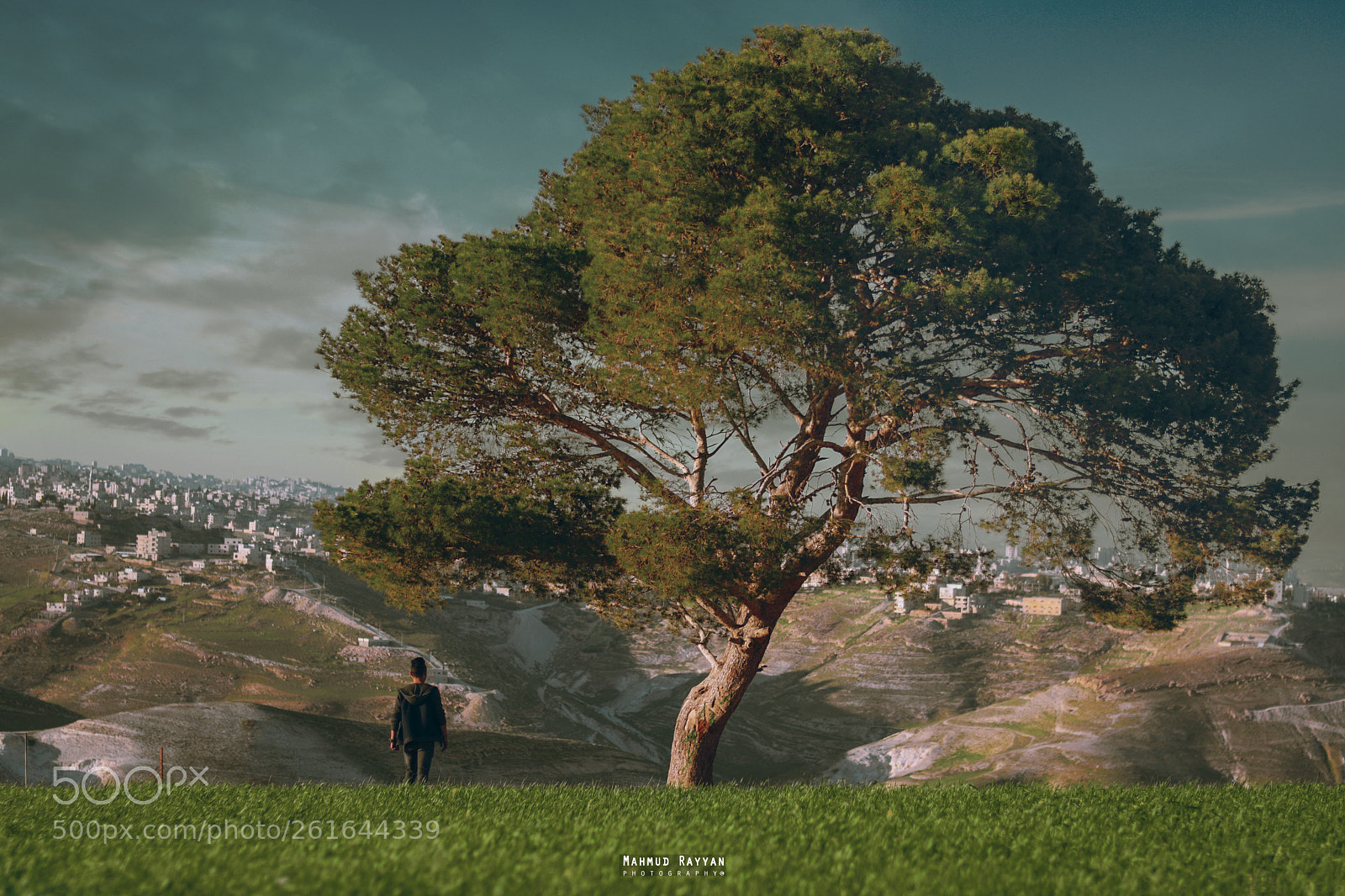 Nikon D500 sample photo. Alone with dream tree photography