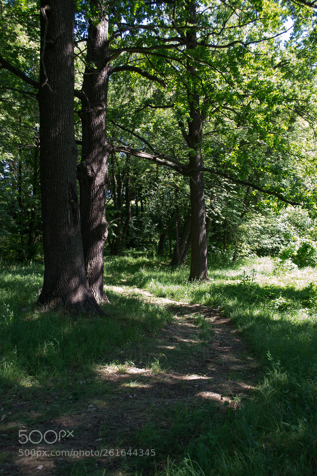Nikon D3100 sample photo. A winding forest road photography