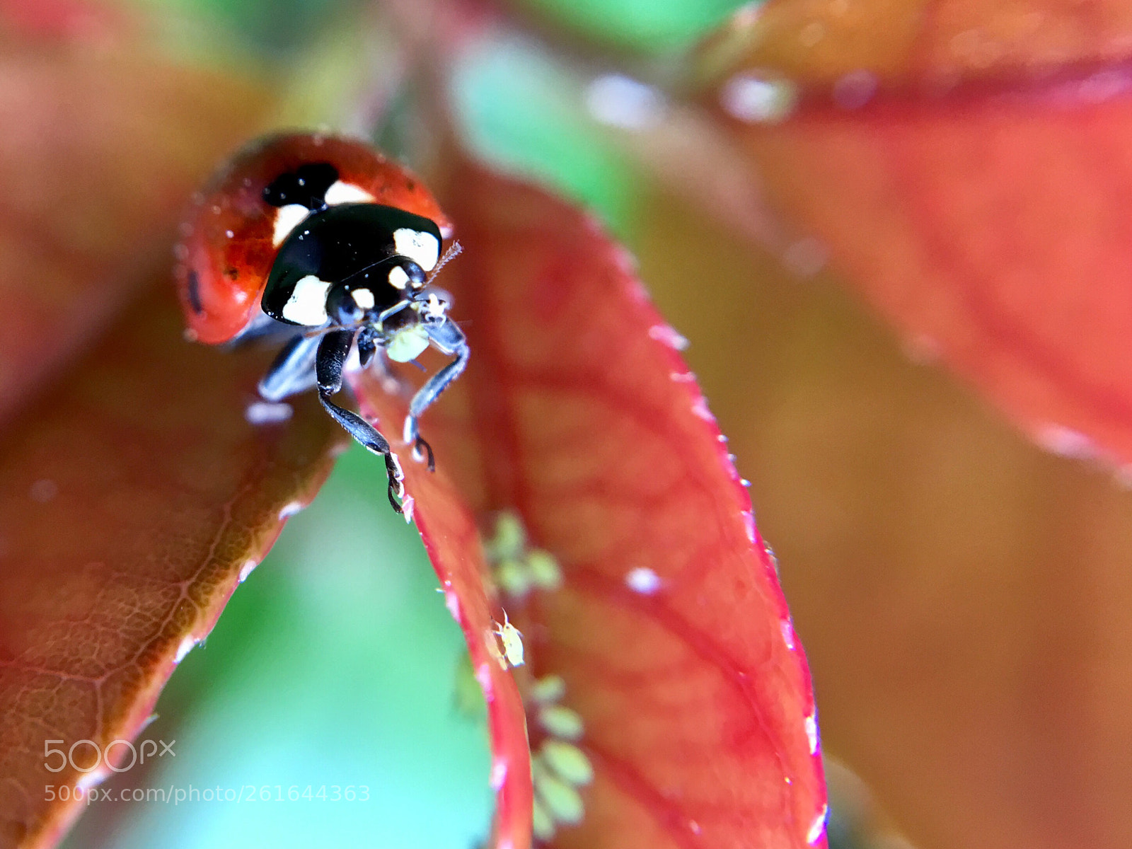 Apple iPhone 6s Plus sample photo. Coccinelle  photography