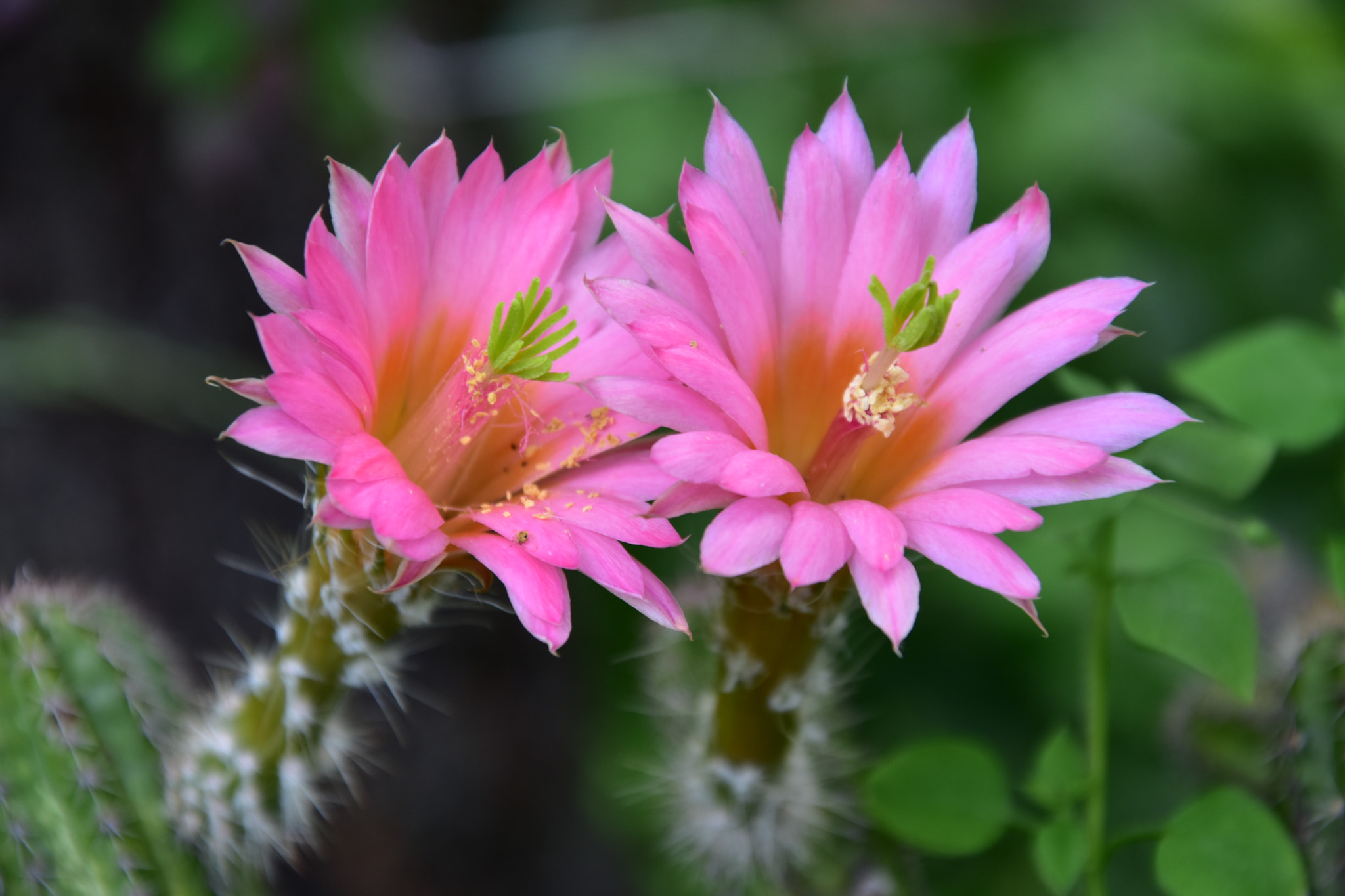 Nikon D5600 sample photo. Dsc photography