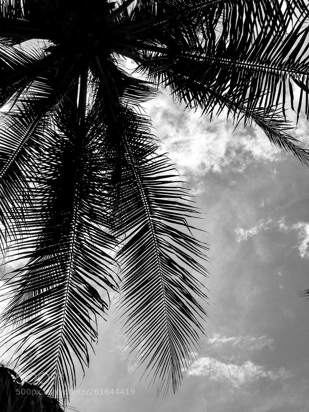 Apple iPhone 6s sample photo. Palm tree photography