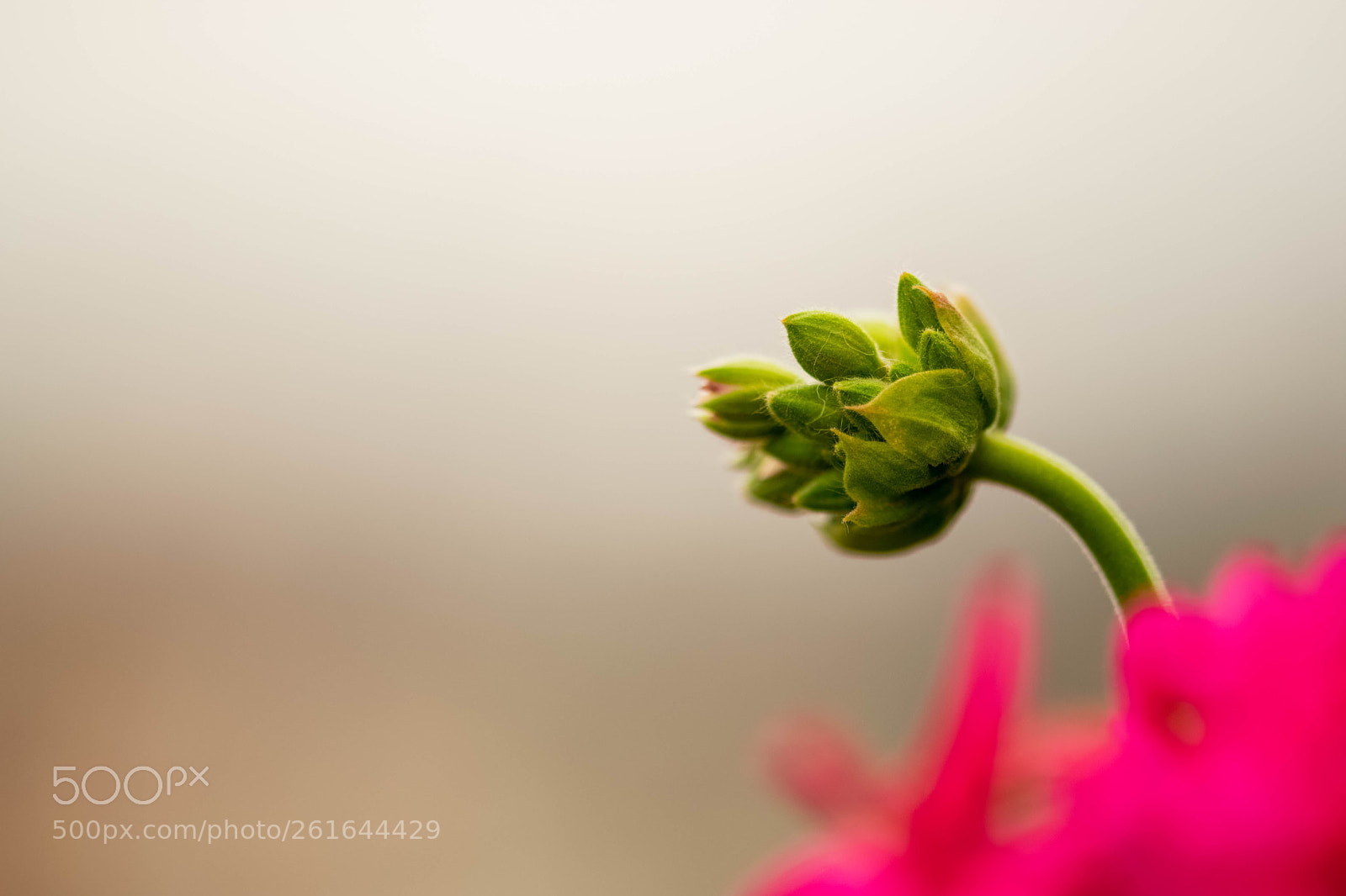 Nikon D3300 sample photo. Bloom flowers photography