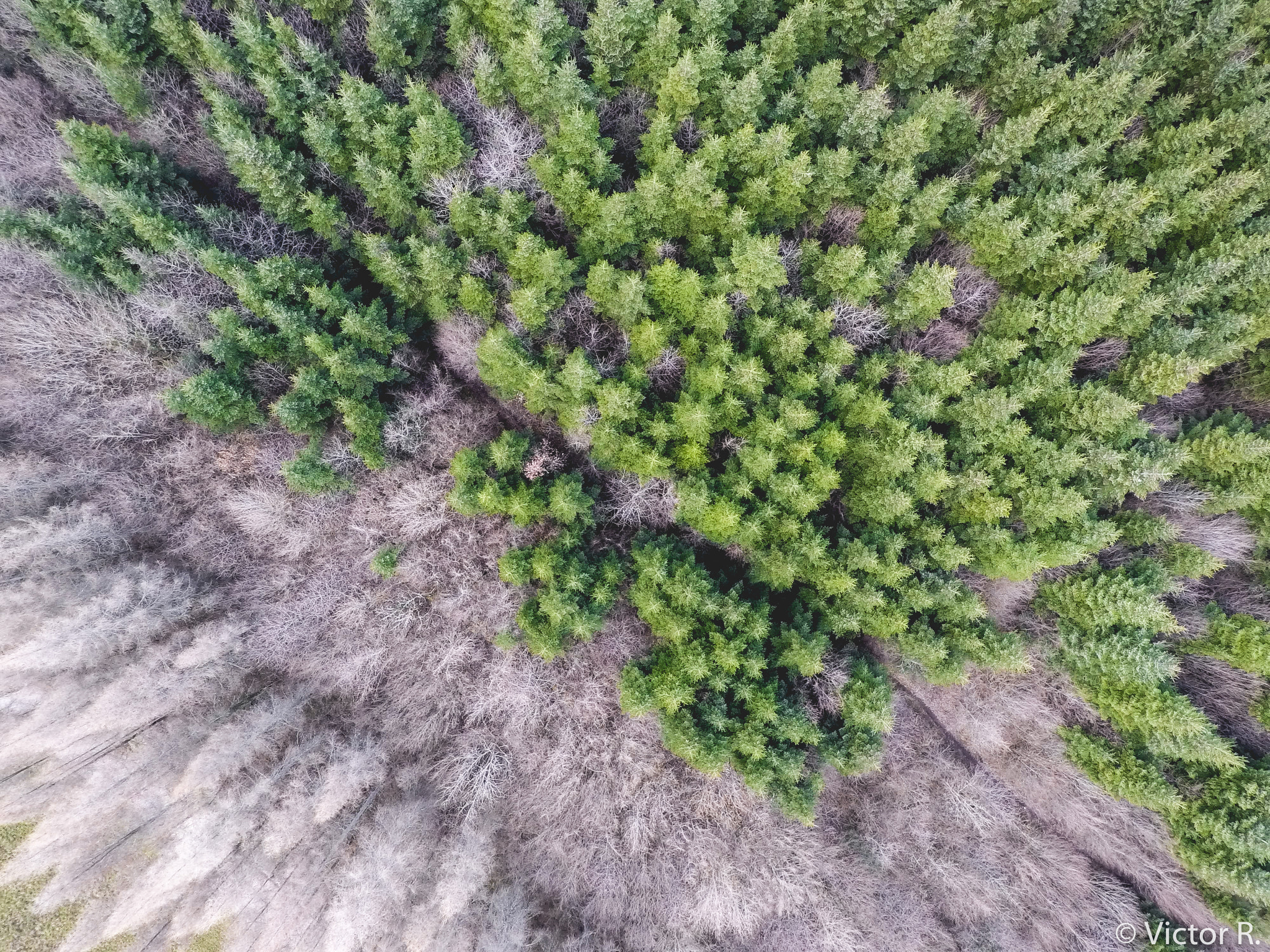 GoPro Hero5 Black sample photo. Canopy from above ! photography