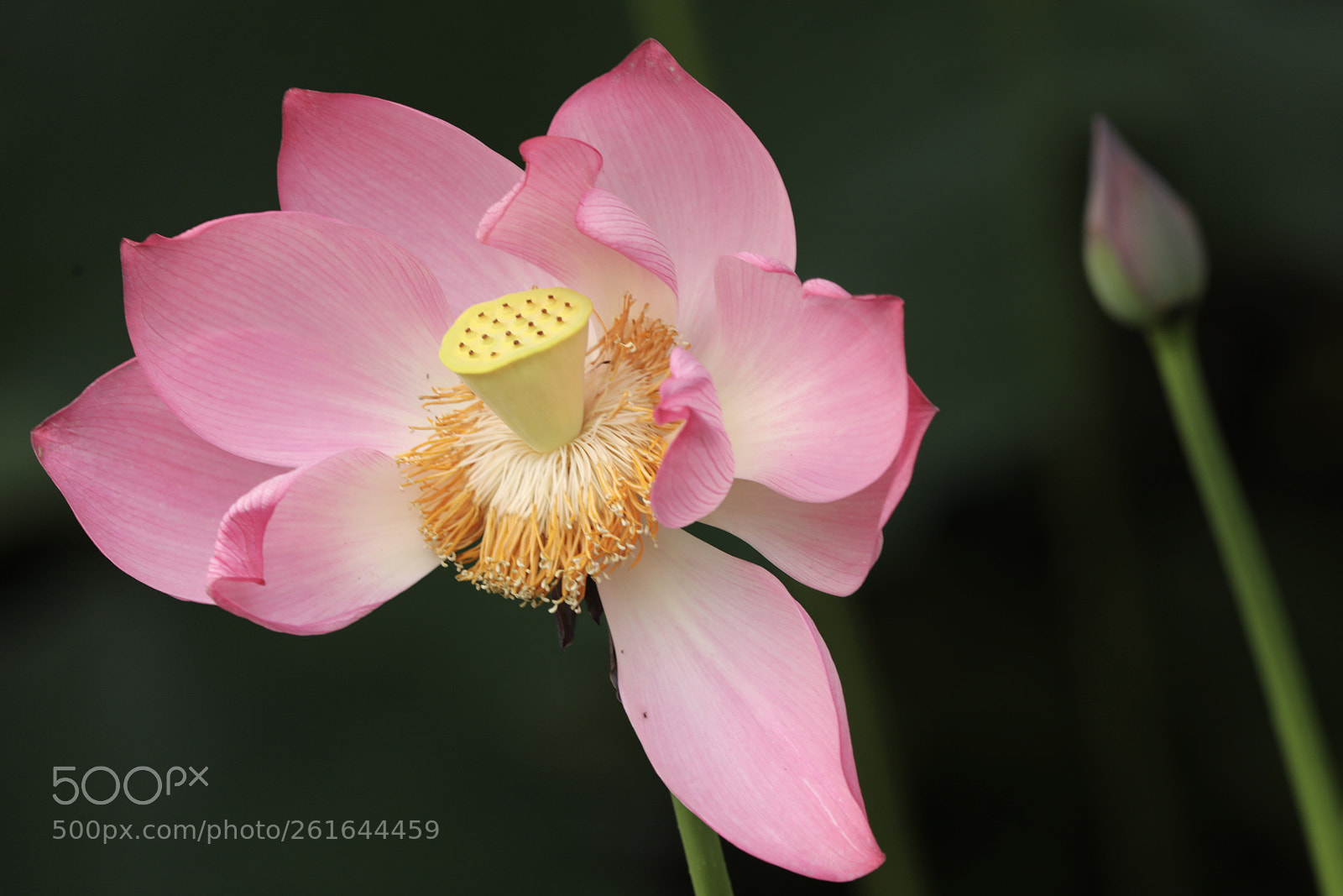 Canon EOS 5D Mark IV sample photo. 荷花 photography