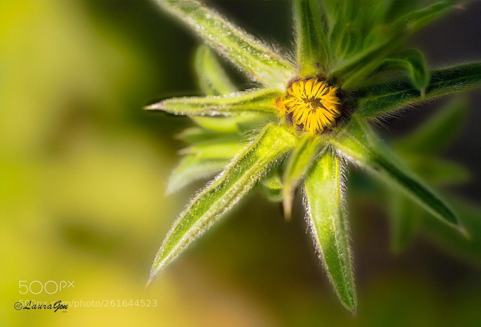 Canon EOS 700D (EOS Rebel T5i / EOS Kiss X7i) sample photo. Una flor silvestre photography