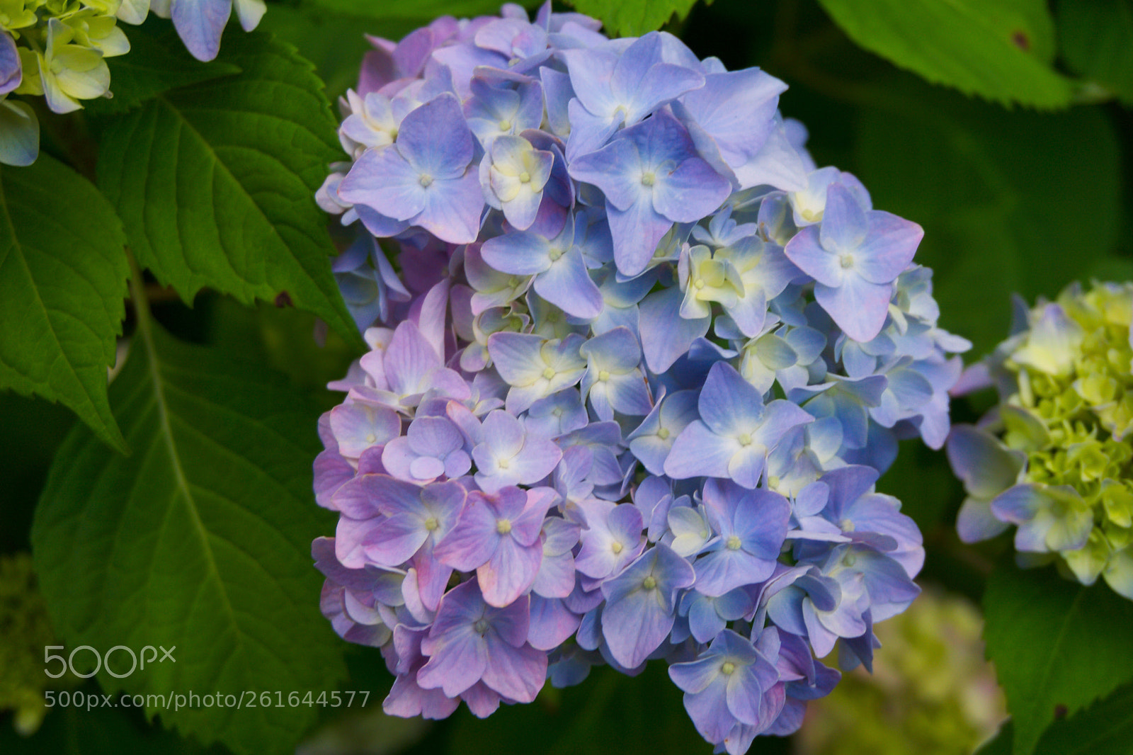 Sony a6000 sample photo. Shades of purple photography