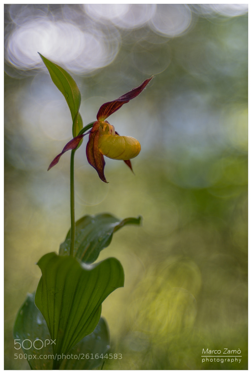 Nikon D800 sample photo. Scarpette photography