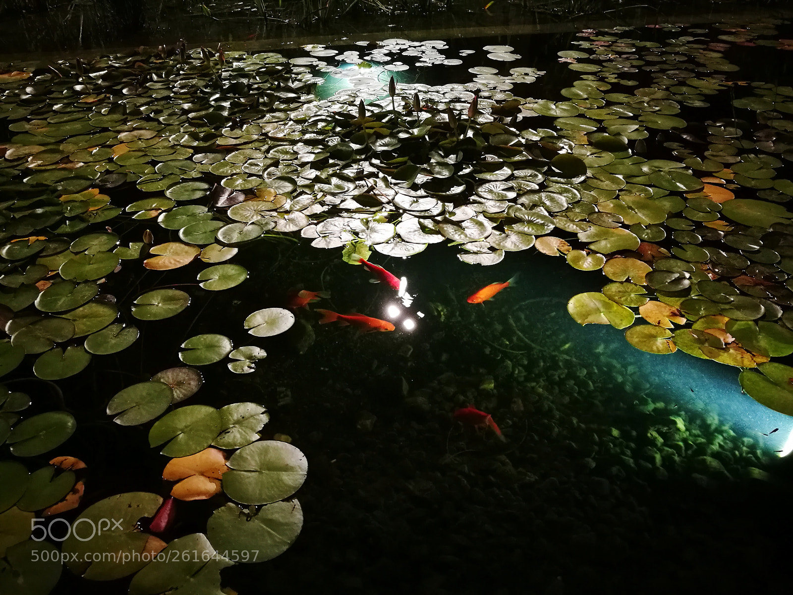 HUAWEI P9 sample photo. Golfish photography