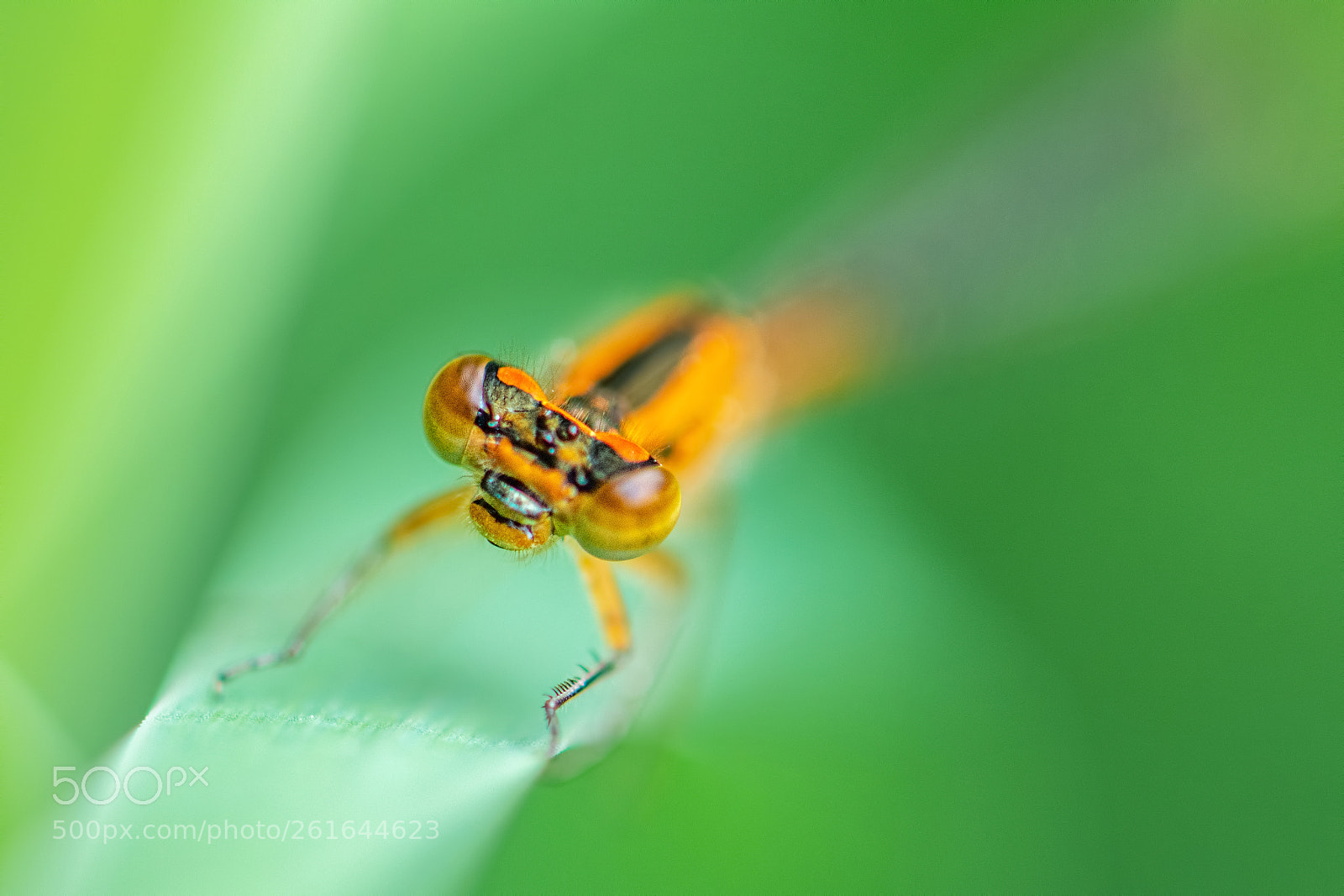 Nikon D7100 sample photo. Face of a damselfly photography