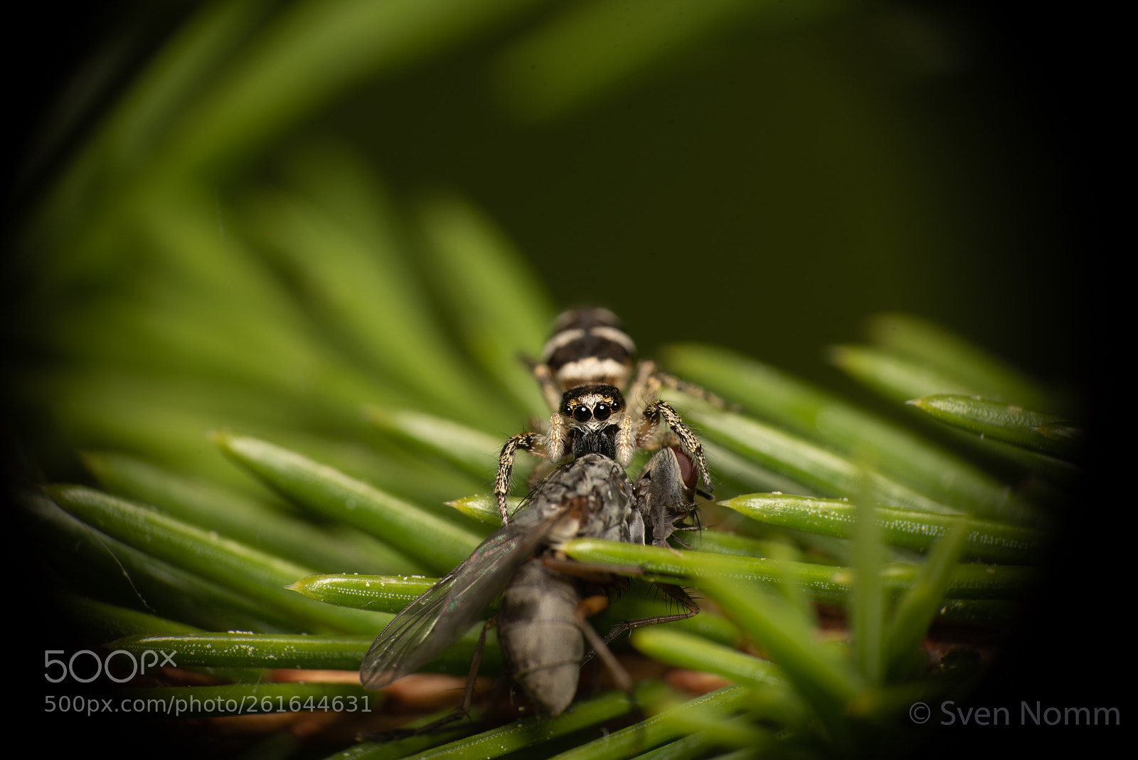 Nikon D750 sample photo. Jumping spider and its photography