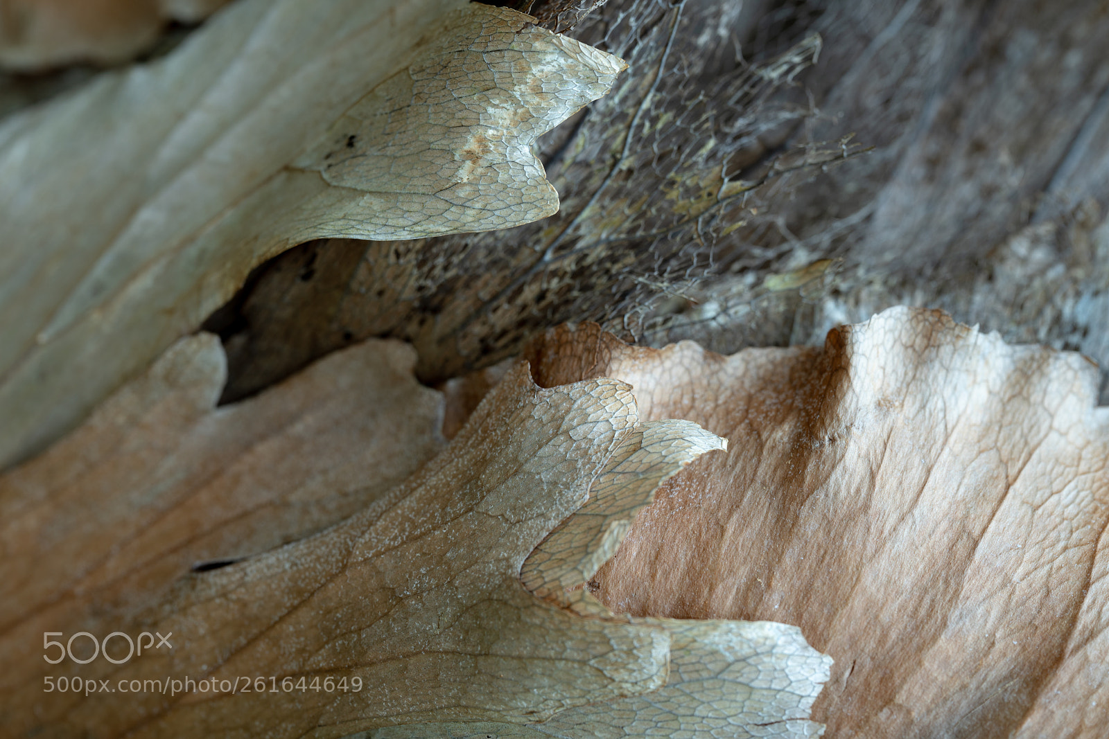 Sony a7R II sample photo. Ferm -　macro photography
