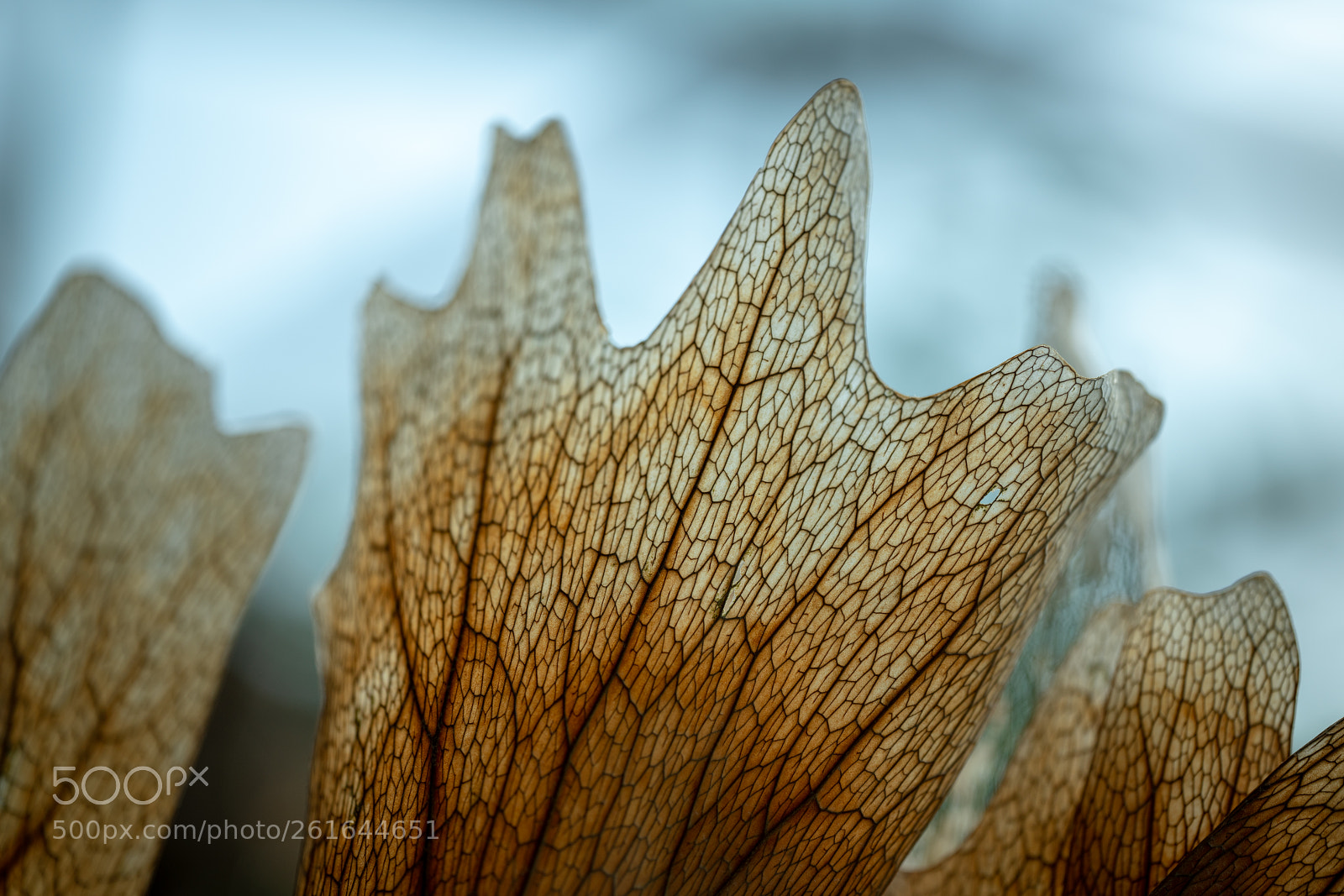 Sony a7R II sample photo. Ferm -　macro photography