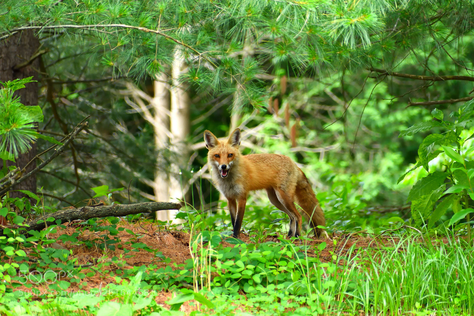 Nikon D7200 sample photo. Fox photography