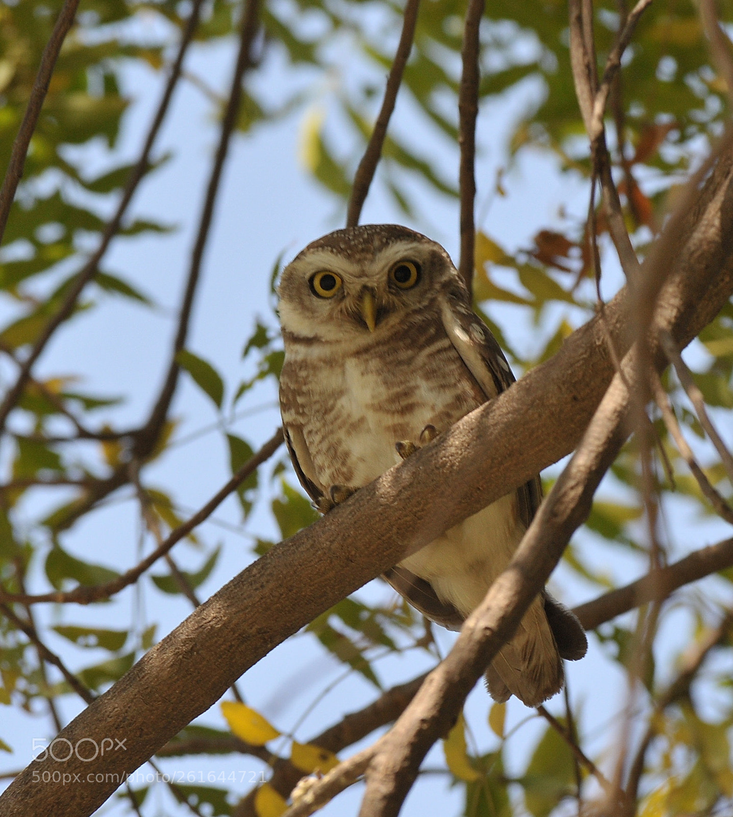 Nikon D3 sample photo. Little owl photography