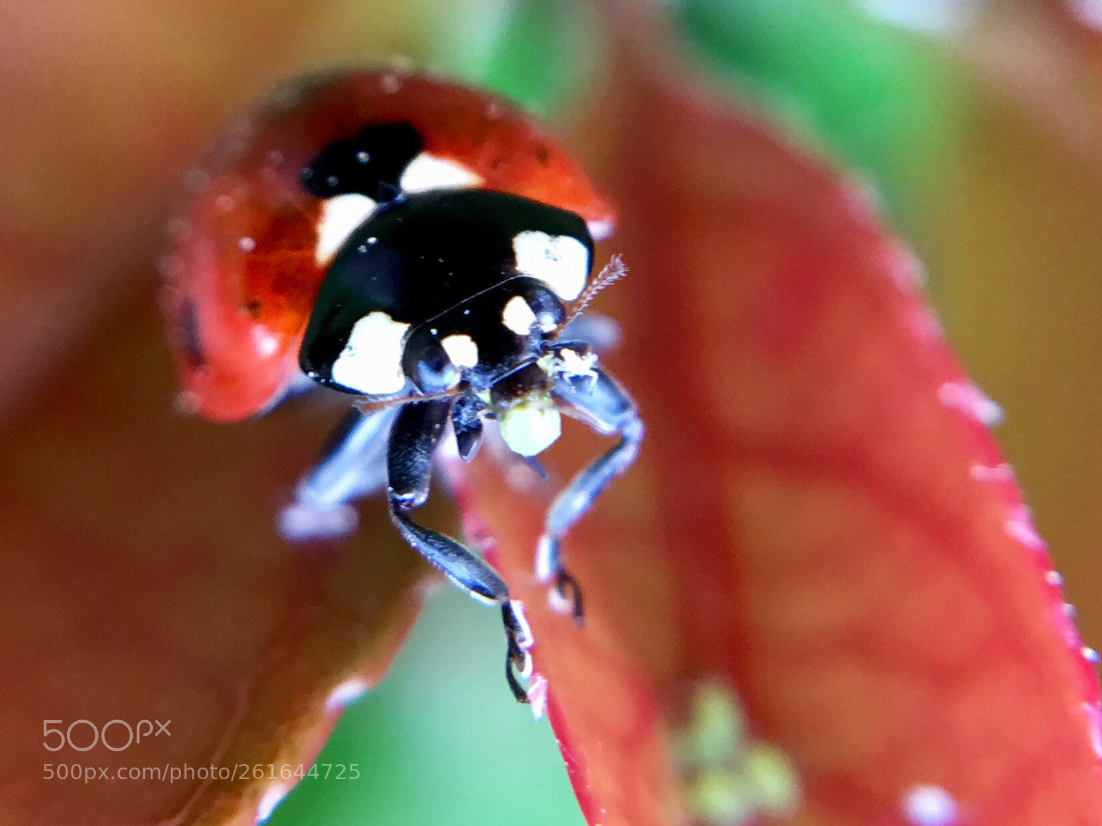 Apple iPhone 6s Plus sample photo. Coccinelle miam photography