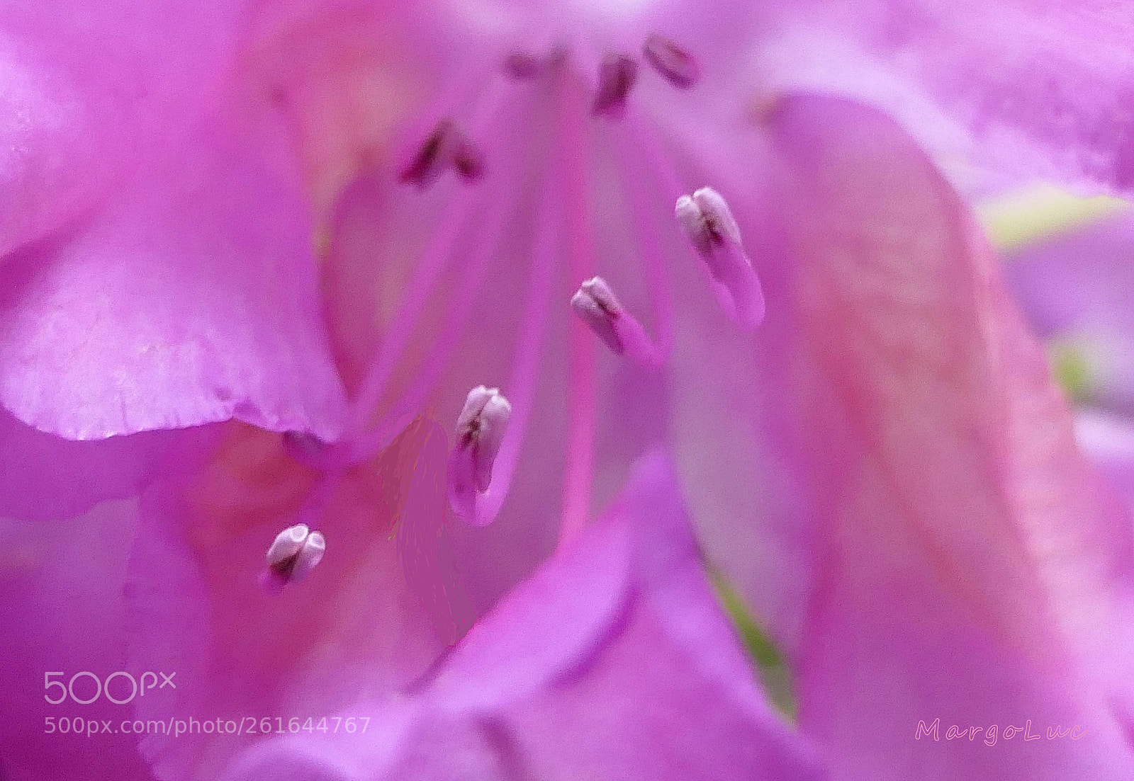 Panasonic Lumix DMC-FZ2500 (Lumix DMC-FZ2000) sample photo. Pink shades ... photography