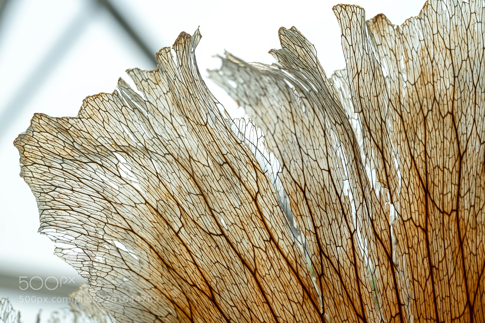 Sony a7R II sample photo. Ferm -　macro photography