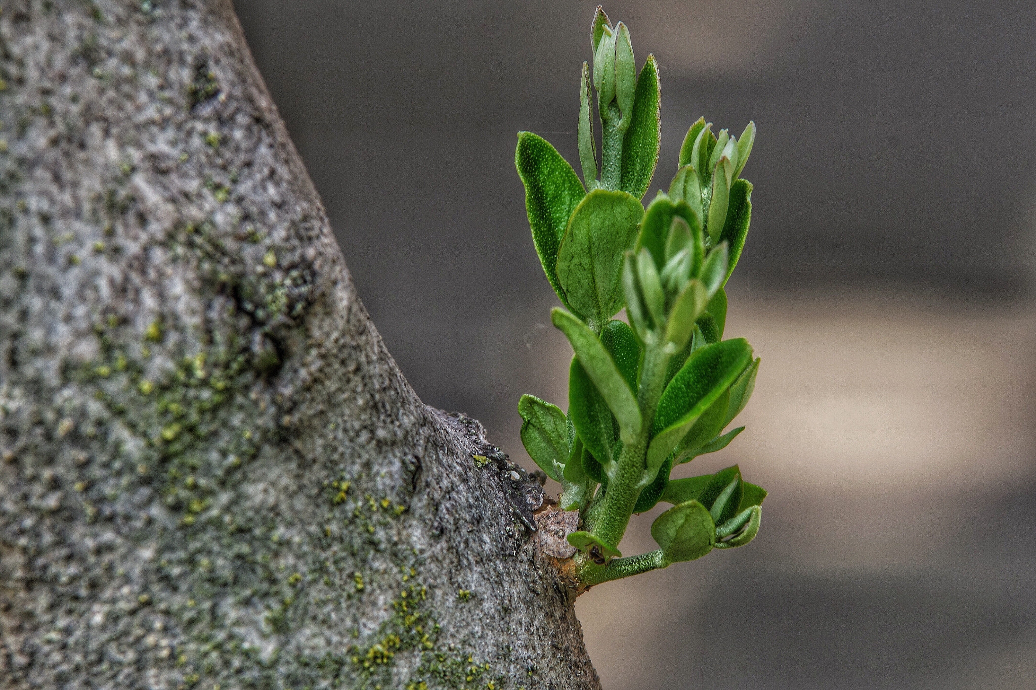 Pentax K-5 II sample photo. New life photography