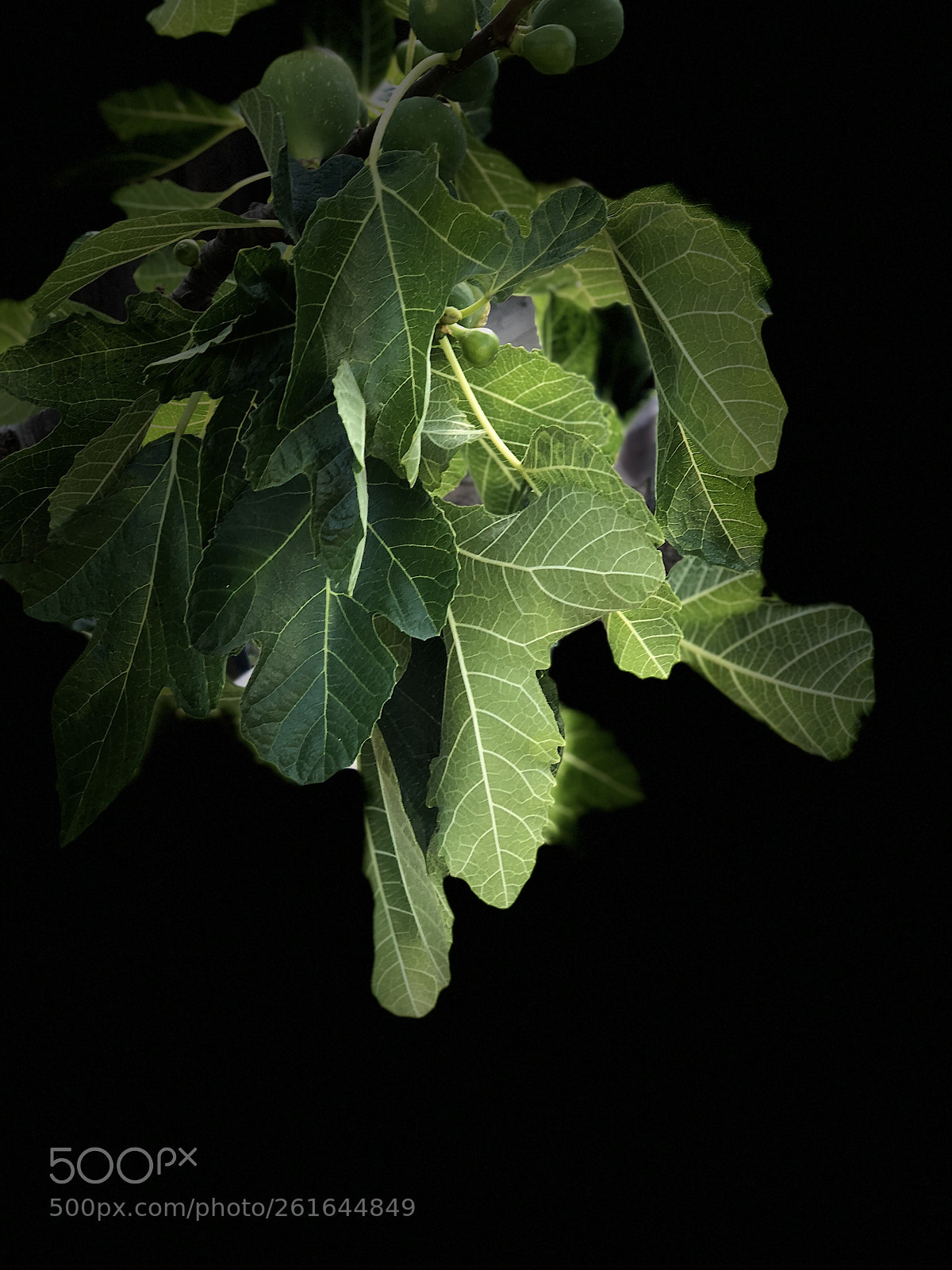 Apple iPhone 8 Plus sample photo. Fig tree......revisited  photography