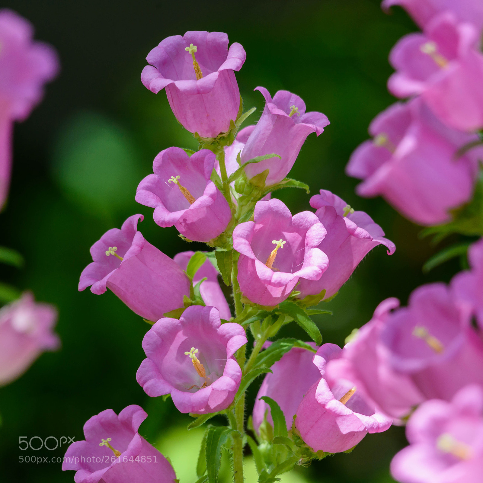 Nikon D750 sample photo. D photography