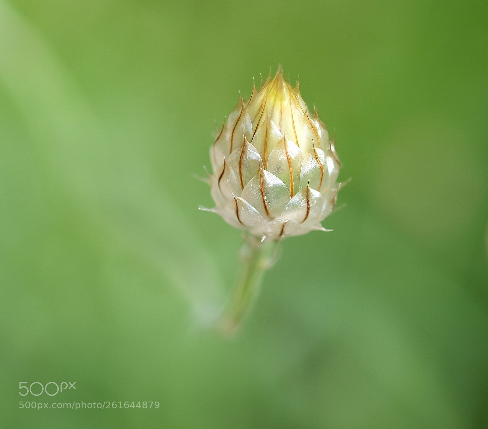 Fujifilm X-T2 sample photo. Macro photography