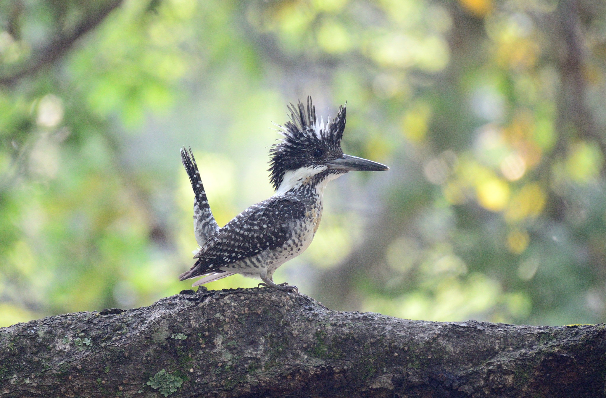 Nikon AF-S Nikkor 200-500mm F5.6E ED VR sample photo. Crested kingfisher photography