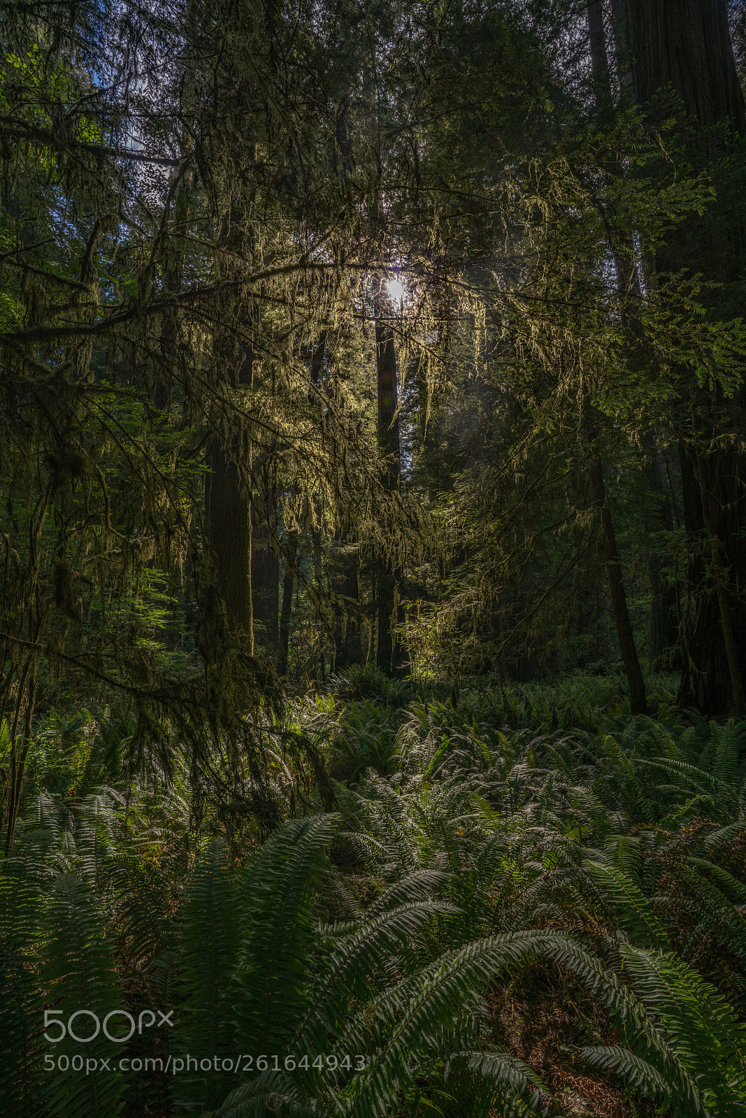 Sony a7R II sample photo. Morning light through a photography