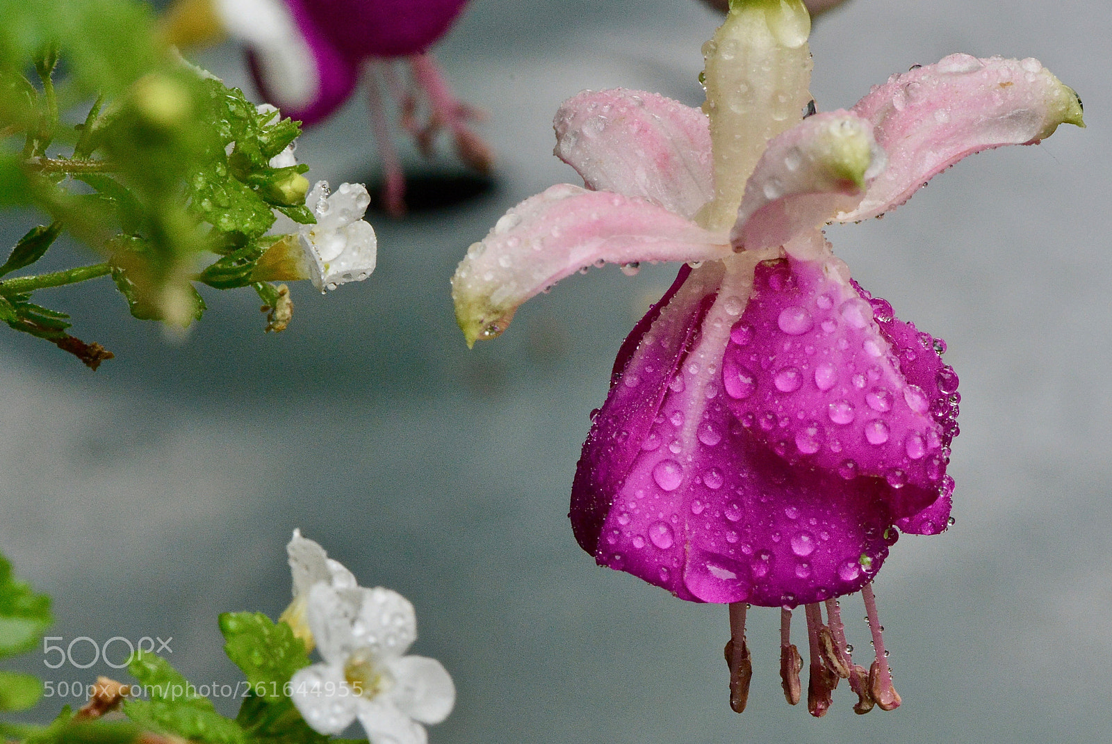 Nikon D800 sample photo. After the rain photography