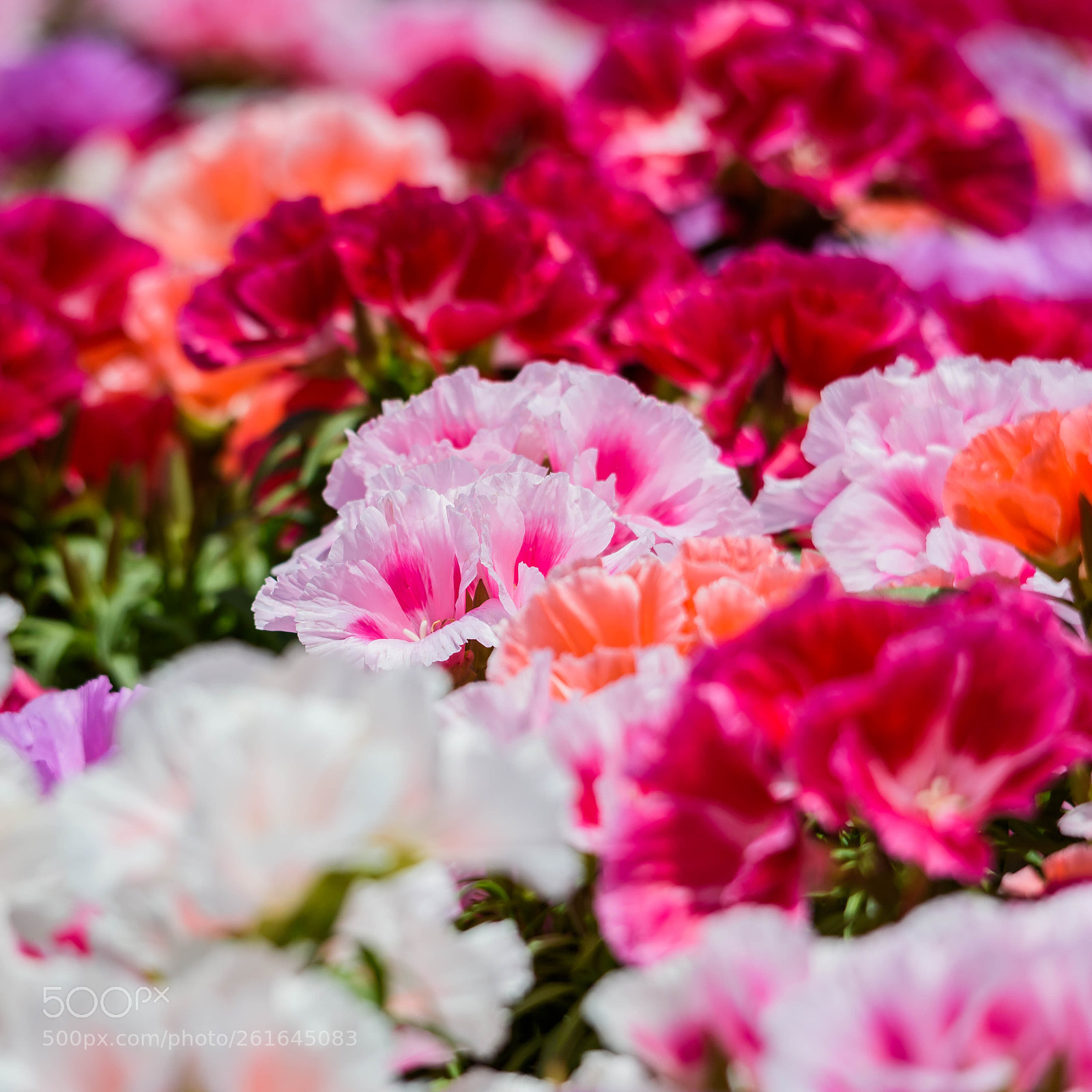Nikon D750 sample photo. D photography