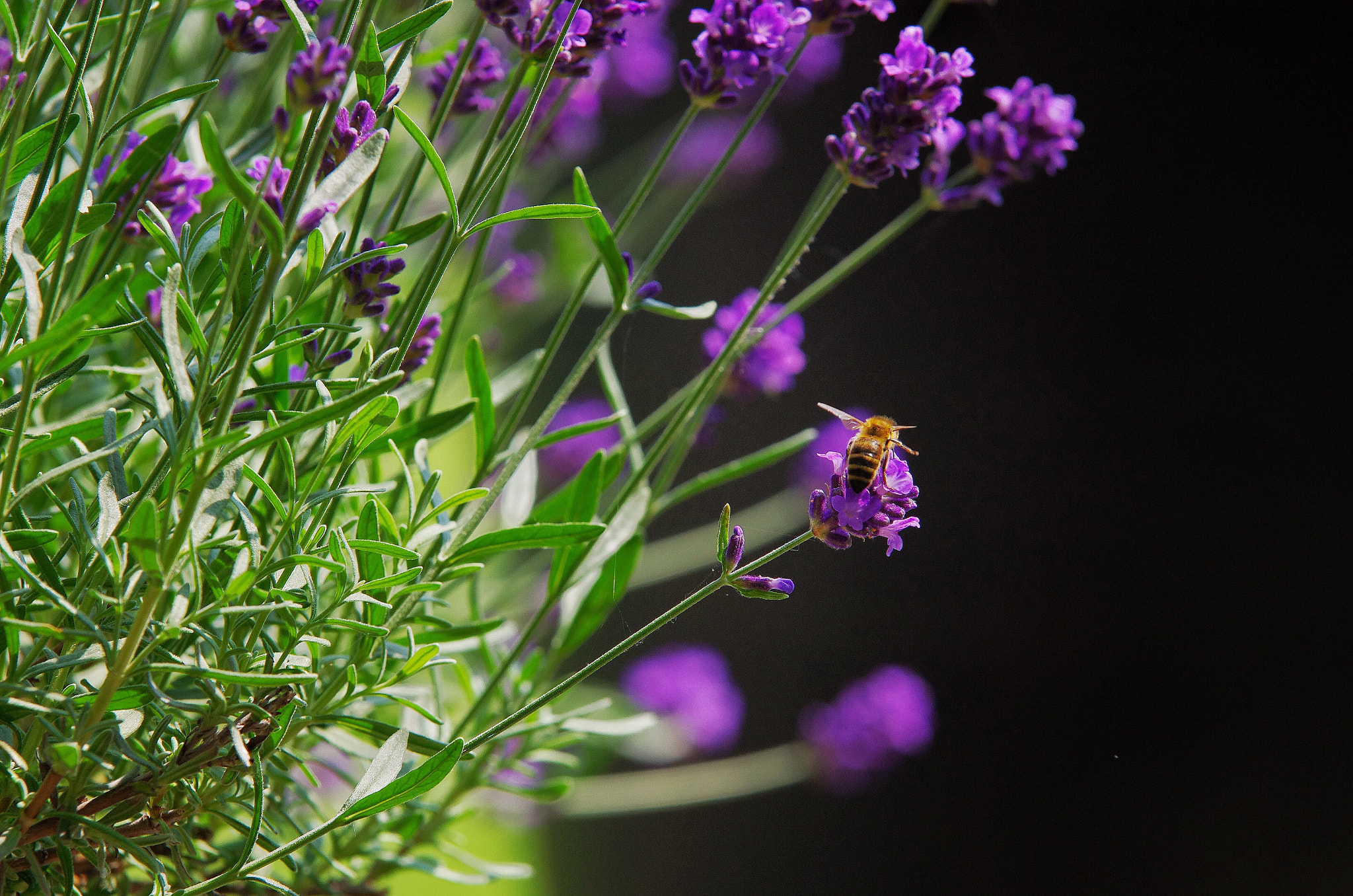 Pentax K-5 II sample photo. Bee in the sun photography