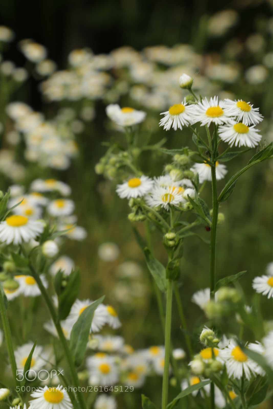 Canon EF 24-105mm F3.5-5.6 IS STM sample photo. Wildflowers photography