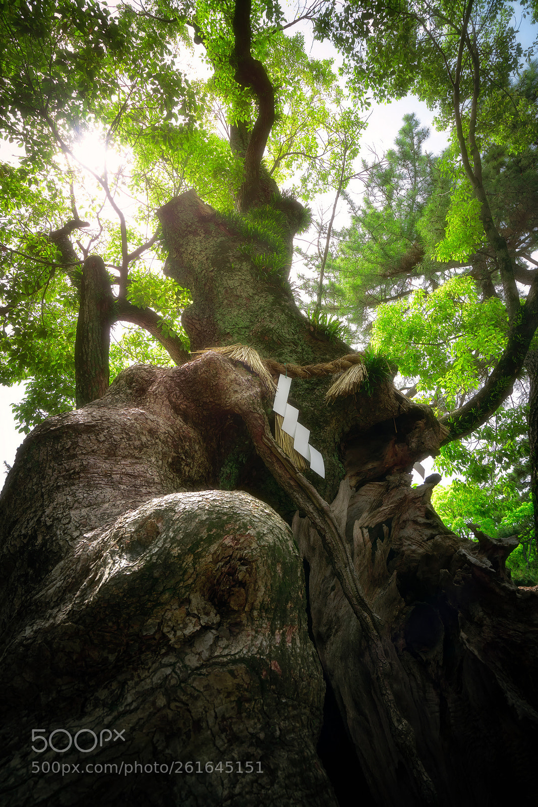 Sony a7R II sample photo. T-002 photography
