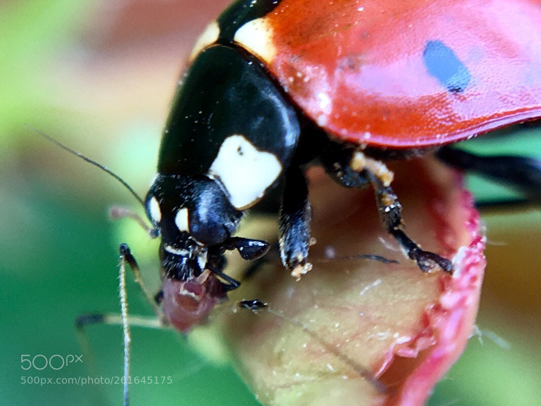 Apple iPhone 6s Plus sample photo. Coccinelle miam photography